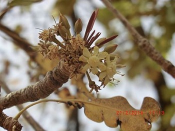 シアバターの木