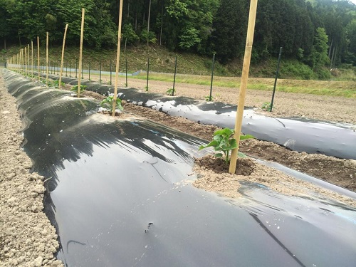 ハバネロ畑一部