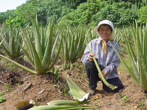 アロエベラ農家