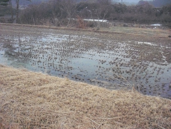 田んぼ