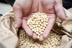 武内食品 豆腐 キラリひょうご