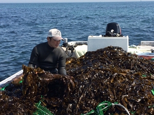 武田食品 わかめ キラリひょうご