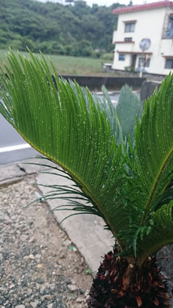 徳之島梅雨入りその3