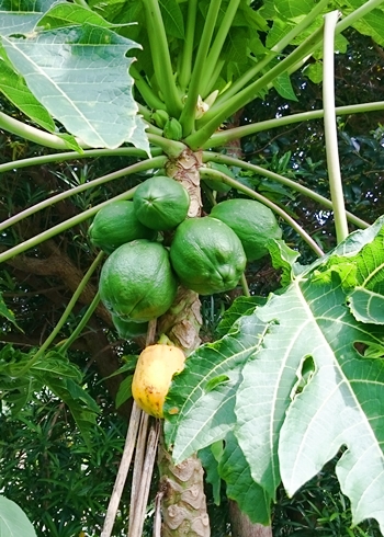 徳之島のパパイヤ