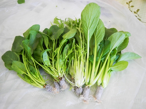 水耕栽培の野菜たち