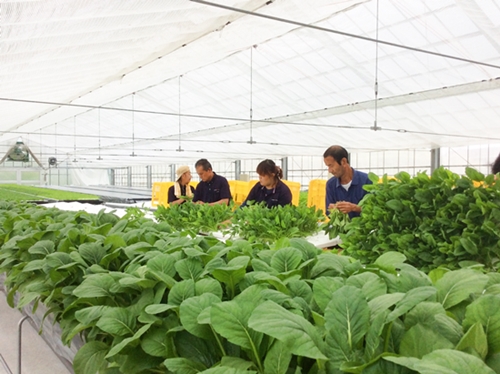 神田福祉農園のハウス②