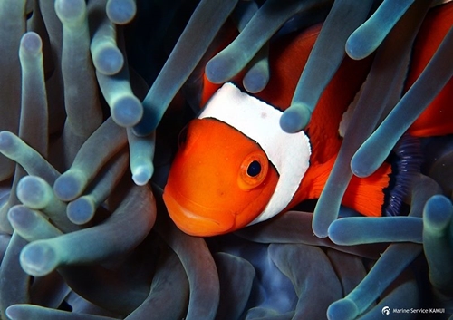 カムイさんが撮った海の中の写真②