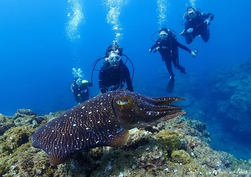 カムイさんが撮った海の中の写真③