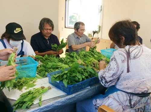 下葉処理の様子