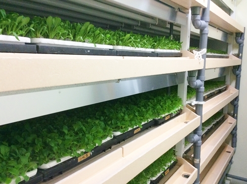 苗テラスの様子