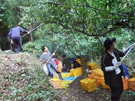 ボランティアの収穫手伝い