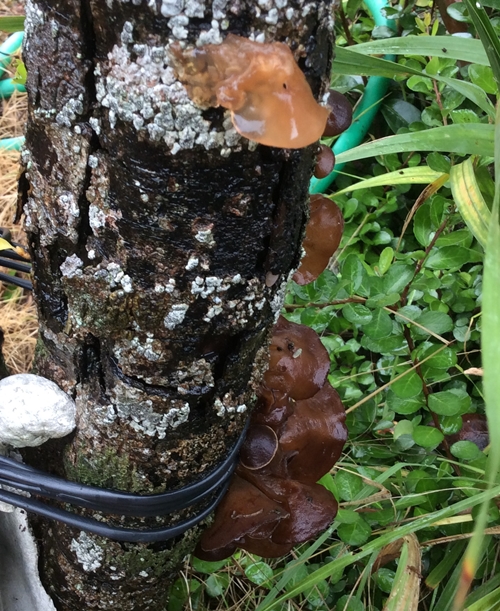 天然のキクラゲ