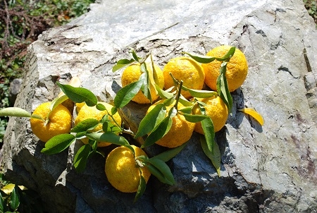 収穫した中での美人ゆず