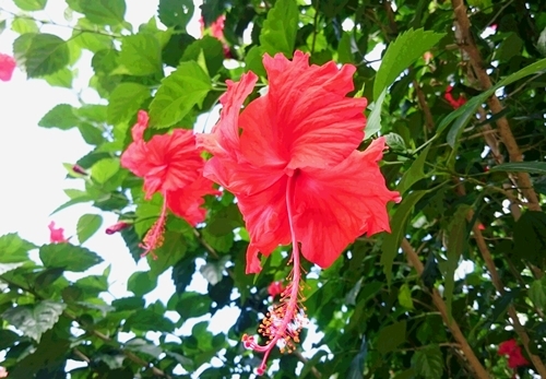 ハイビスカス