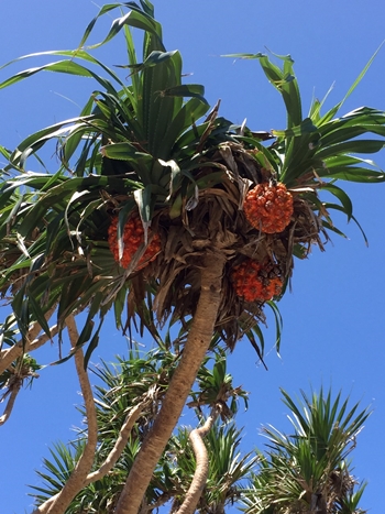 徳之島の海と空④