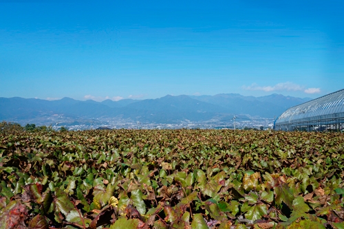 山梨県勝沼からの甲府盆地の眺め