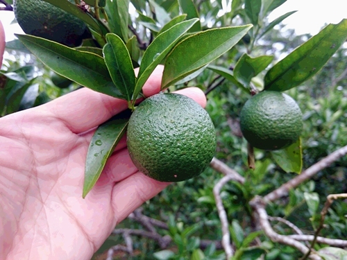 たんかん5~6センチ②