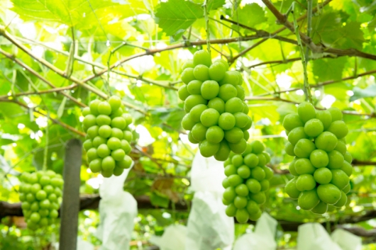 シャインマスカット