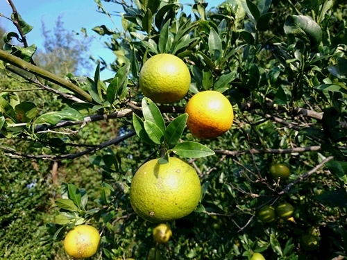 たんかん玉黄金②