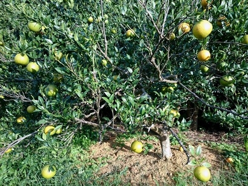 たんかん玉黄金③