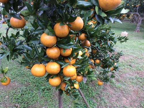 2016年のたんかん②