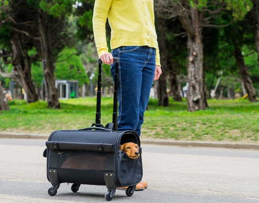 ダックス専用キャリー02