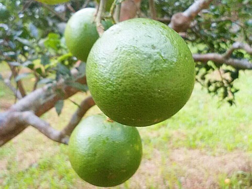 徳之島のたんかん「玉黄金(たまこがね)」