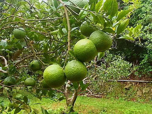 徳之島のたんかん「玉黄金(たまこがね)」