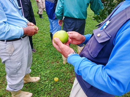 今年のたんかんの出来栄え