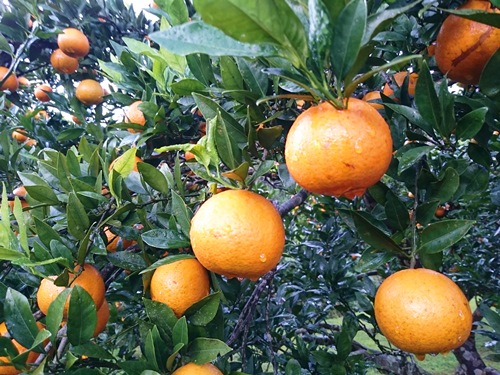 今年のたんかん