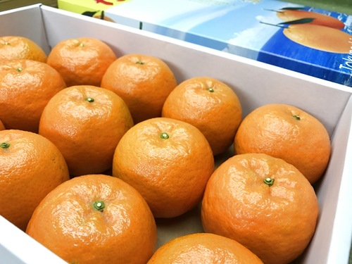 たんかん贈答用