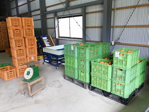 たんかん選果場の様子