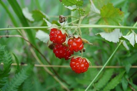 ナワシロイチゴの実