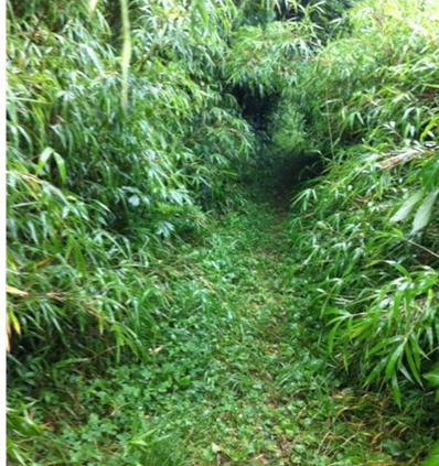 小道を抜けていくと…