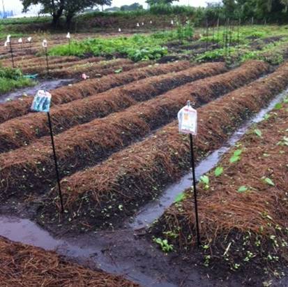 野菜作りの練習