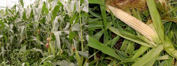 飼料用のとうもろこし