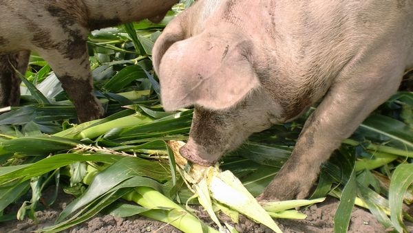 豚さんたちの試食