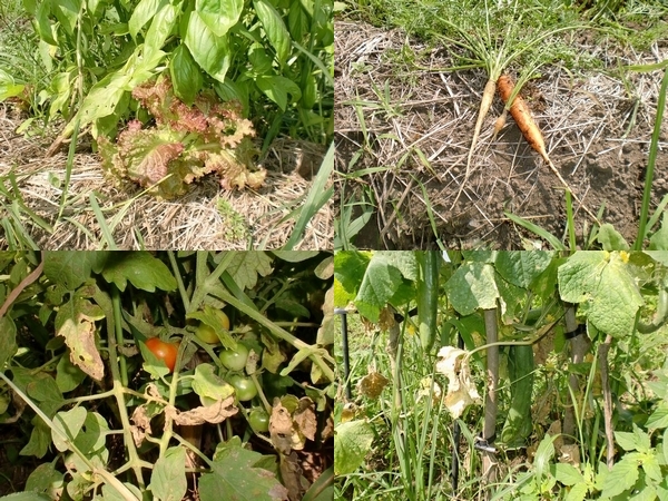 野菜作りの練習