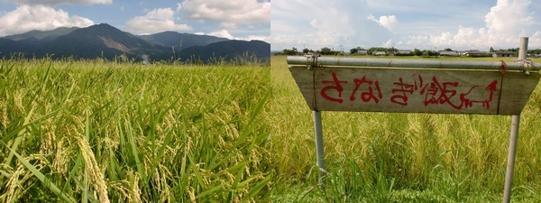 恋愛パワースポット?