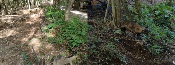 やんちゃ坊主の脱柵