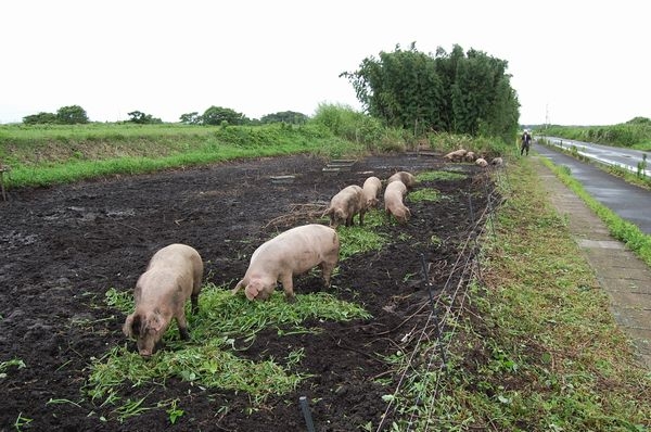 掘り出す豚さん