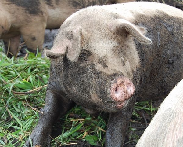 人懐こい豚さん