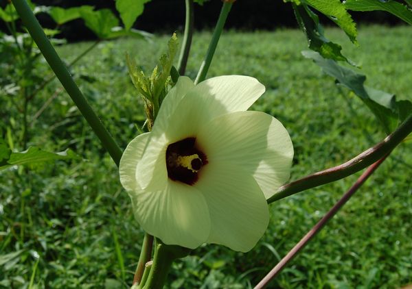 オクラの花