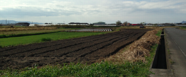 再生した畑