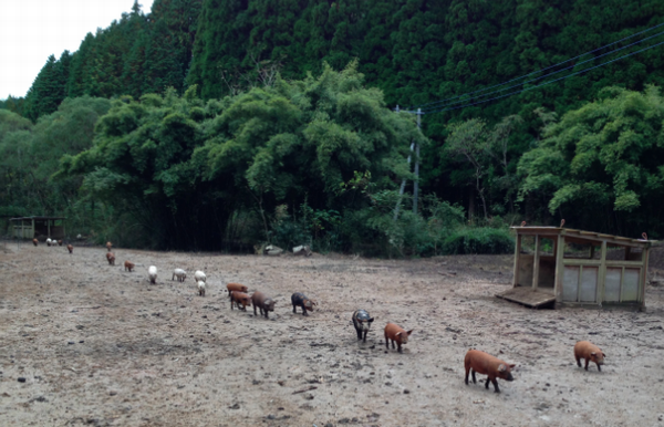 豚さんたちの肥育所