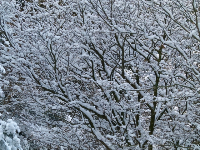 雪の樹木