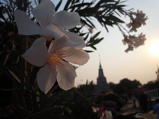 lip-cambodiaflower