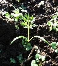 ミニキャロット