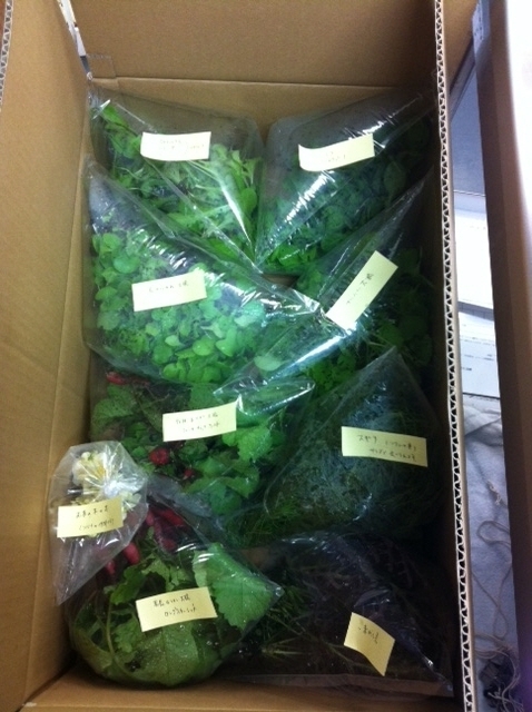 ラディッシュ・ベビーリーフ出荷