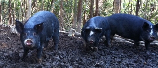 出荷3ヶ月前の豚の様子